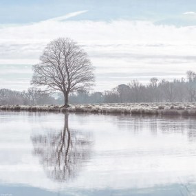 Poszter 30x30cm Fa tükröződése a tóban, Assaf Frank