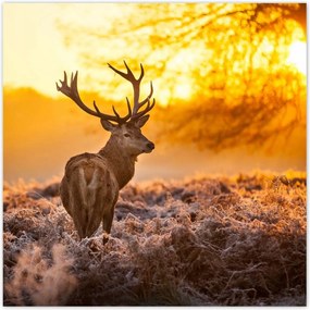 Poszterek 70x70 Szarvas napfelkeltekor