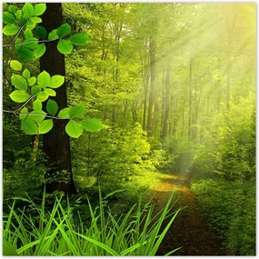 Poszterek 140x140 Varázslatos erdő Tájkép