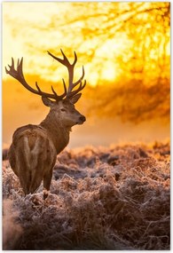Poszterek 105x155 Szarvas naplementekor