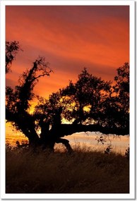 Poszterek keretben 40x60 Akác Afrikában