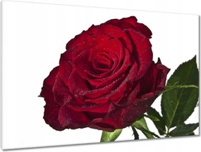 Vászonkép 90x60 Vörös rózsa fehéren