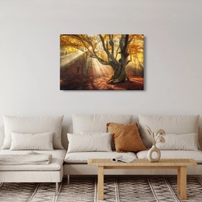 Kép - Őszi fény (90x60 cm)