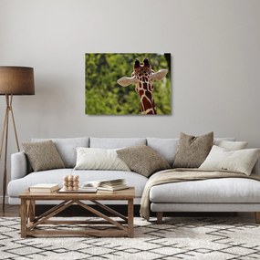 A zsiráf képe hátulról (üvegen) (70x50 cm)