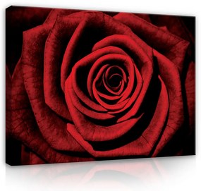 Vászonkép, Vörös rózsa , 100x75 cm méretben