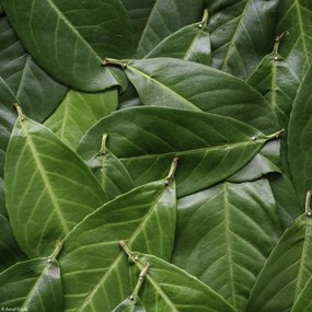 Poszter 20x20cm Zöld levelek, Assaf Frank