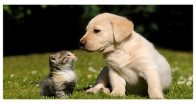 Akrilkép Kutya és macska a réten oah-38411802