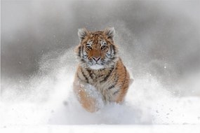 Futó tigris a hóban képe (üvegen) (70x50 cm)