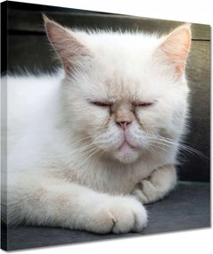 Vászonkép 30x30 Cica Cicák