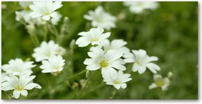 Konyhai panel Tavaszi virágok 140x70 cm Ragasztó