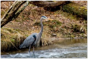 Poszterek 120x80 Kalapos madár Tájkép Kilátás
