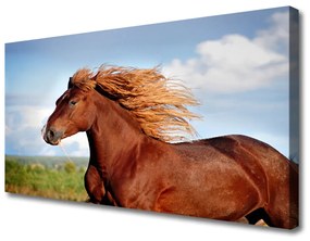Vászonkép ló Állatok 100x50 cm