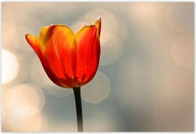 Poszterek 155x105 Narancssárga tulipán