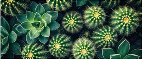 Kép - Kaktuszok (120x50 cm)