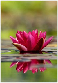 Poszterek 70x100 Vízi liliom