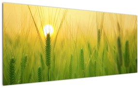Kép - Mező gabonával (120x50 cm)