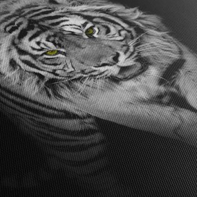 Kép - Sárga szemű tigris (70x50 cm)