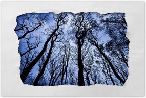 Poszterek 60x40 Erdő Fák Kilátás alulról