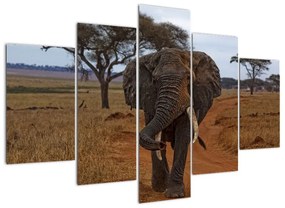 Modern kép - állatok (150x105cm)
