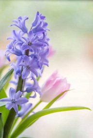 Poszter 67,5x100cm Jácint és tulipánok közelkép, Assaf Frank