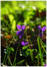 Poszterek A5 Pion Mezei ibolya
