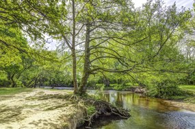 Poszter 86,4x56,8cm Tó az erdőben 2, Assaf Frank