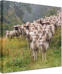 Vászonkép 60x60 Juh legeltetés Bárányok Juhok