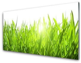 Akrilkép Grass Nature Plant 100x50 cm 2 fogas