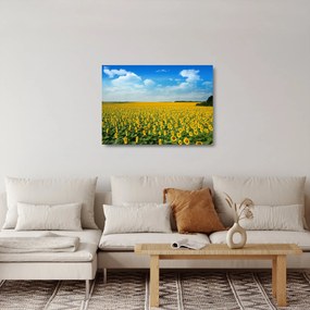 Kép - napraforgó (üvegen) (70x50 cm)