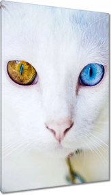 Vászonkép 80x120 Macska mesés szemekkel