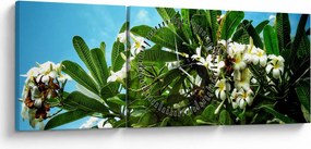 Kép - Plumeria (órával) (90x30 cm)