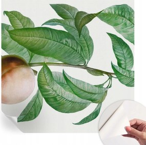 Öntapadós fali fotótapéta a szobába Érett őszibarack 250x250 cm