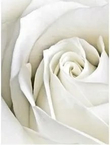 Fotótapéta virágok rózsa rózsák fotótapéta 184 x 254