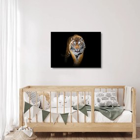 Üveg kép - Tigris (70x50 cm)