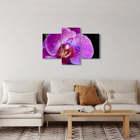 Részletes kép az orchidea virágról (90x60 cm)