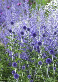 Poszter 21x29,7cm Kerti virágok, Assaf Frank