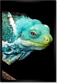 Poszterek keretben 40x60 Kaméleon Gyík