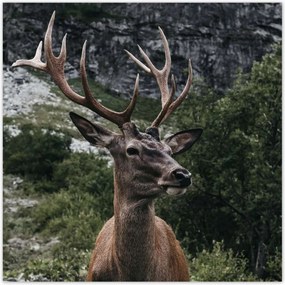 Poszterek 140x140 Szarvas felszarvazott