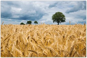 Poszterek 120x80 Aratás előtti mező Rozs