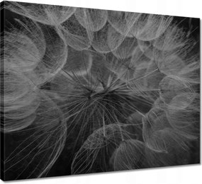 Vászonkép 50x40 Pitypang Virág Virágok