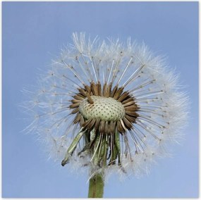 Poszterek 100x100 Pitypang Virág Virágok