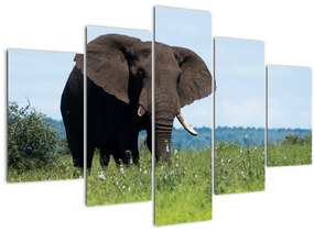 Egy elefánt képe (150x105 cm)