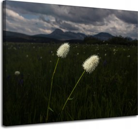 Vászonkép Természet Mezei virágok Hegyek 100x80