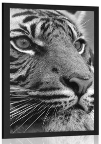 Poszter Bengáli tigris fekete-fehérben