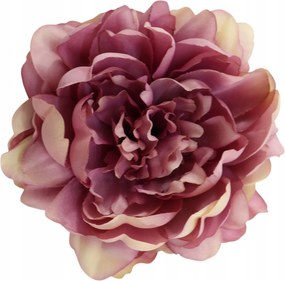 Peonia tt violet 6 db-os szett