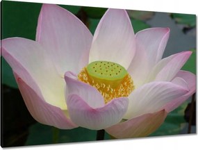 Vászonkép 120x80 Lótusz Lótuszvirág