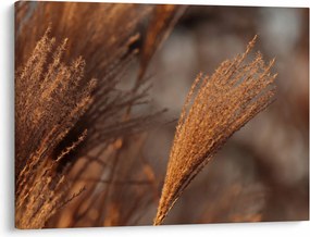 Kép - Cortaderia (70x50 cm)