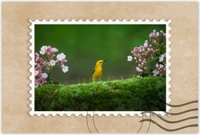 Poszterek 90x60 Madárka