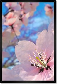 Poszterek keretben 40x60 Gyönyörű virágok