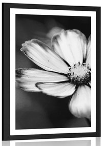Poszter paszportuval kerti virág fekete fehérben